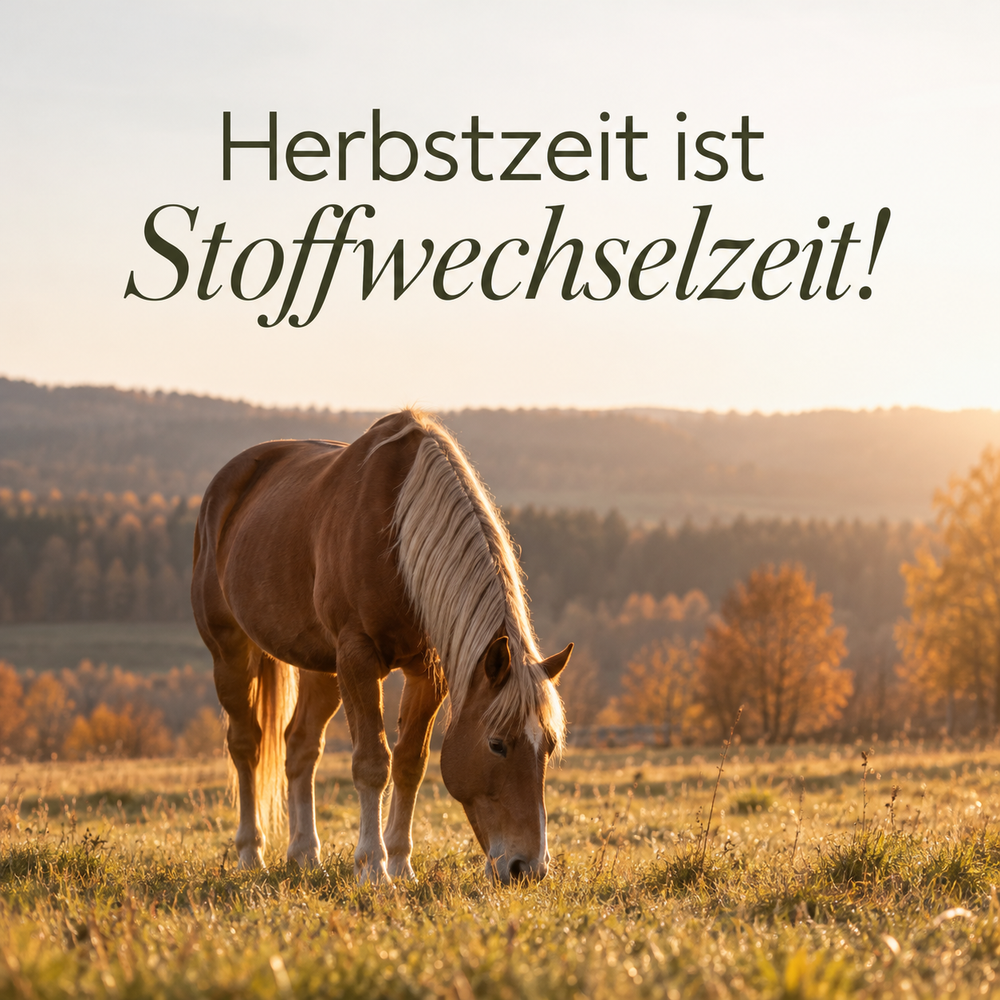 Herbst ist Stressphase für den Körper: Warum dein Pferd jetzt müde, träge und weniger vital wirkt.