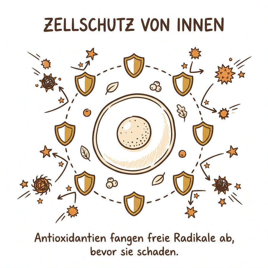 Abwehr braucht auch Schutz von innen: für die Zellen und gegen zu viel Stress.