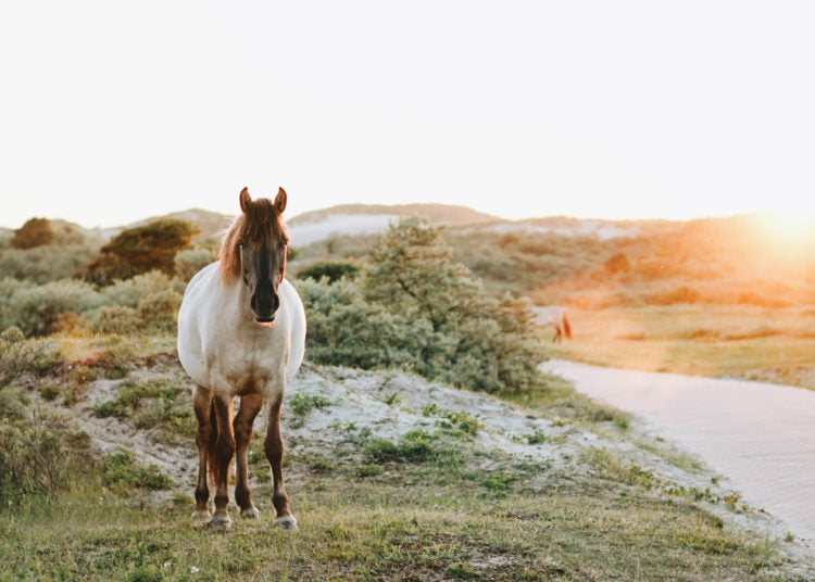 Orthomolekulare Medizin beim Pferd: Prävention und Therapie mit Mikronährstoffen