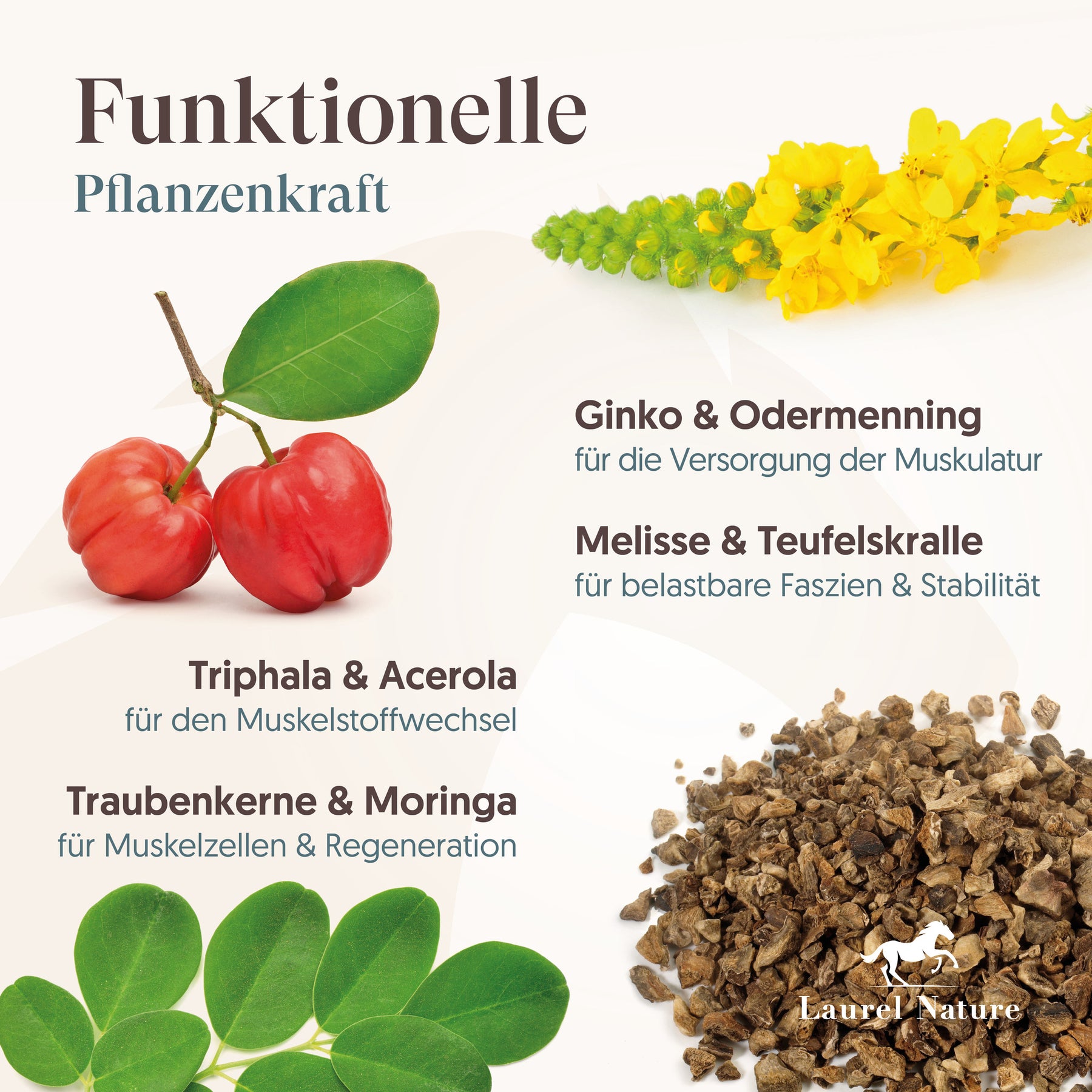 Essential No.4 Kräftige Muskeln + 3er Set Futterbox gratis