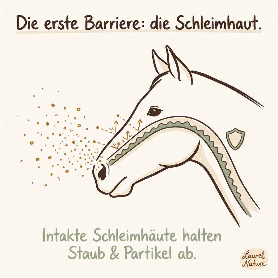Intakte Schleimhäute sind die erste Barriere gegen alles, was von außen kommt.